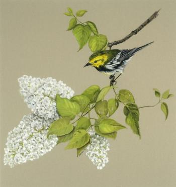 “Black Throated Green Warbler,” Julie Babb