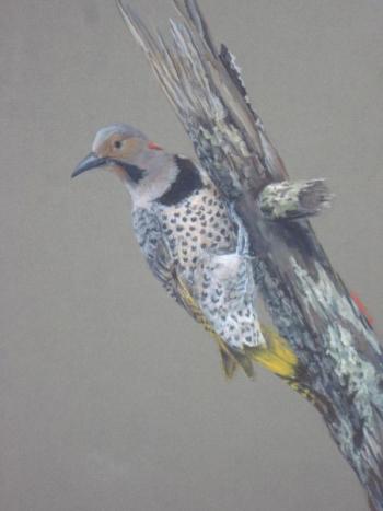 Julie Babb, Yellow shafted flicker
