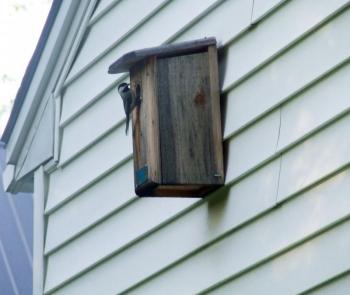 nest box, bird house, black-capped chickadee