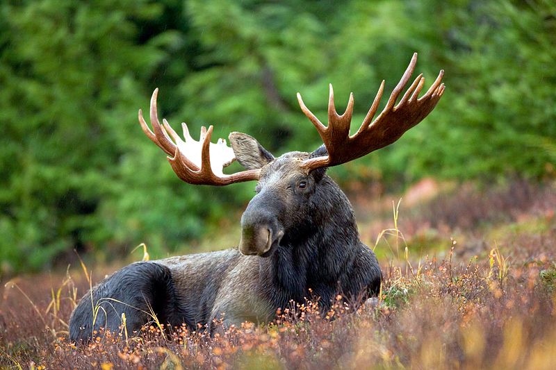A male moose takes a rest in a field during a light rain shower. Courtesy of U.S. Fish and Wildlife Service