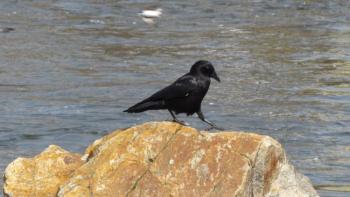 #bird-column, #birds, #maine, #boothbay register, #jeff and allison wells, #bates college, #bowdoin college, #fish crows, #rugby, #american crow