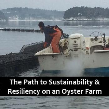 oyster farming, maine, aquaculture, climate change, discussion, business, science