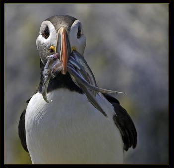 Atlantic puffin, Boothbay Register