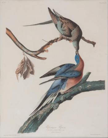 Passenger Pigeon, John J Audubon, Boothbay Register
